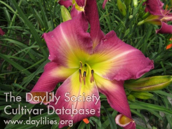 Daylily Out of the Fog